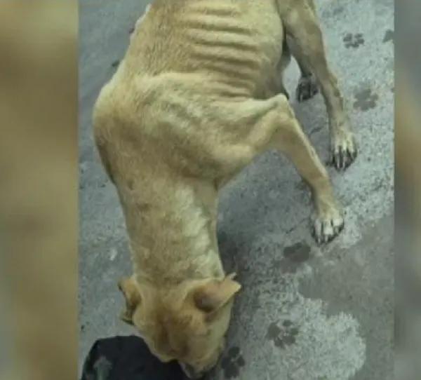 Denuncian "crueldad animal" en una vivienda de Divino Niño: "Lloran y gritan toda la noche"