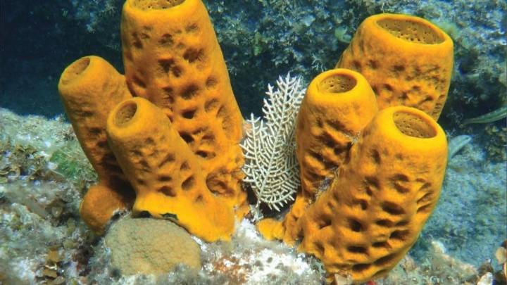 Las esponjas fueron de los primeros animales en la Tierra, hace 541 millones de años