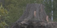 ‘Trick or Tree St. Louis’ campaign to restore tree canopy