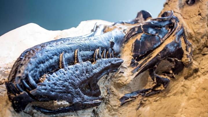 Young T. rex or a new dinosaur? New bones add to the debate