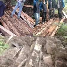 Forest officials foil major timber smuggling bid in Rajwar