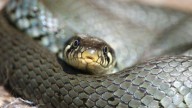 Hallazgo sin precedentes: un estudio científico cambia lo que pensábamos sobre la serpiente más letal de la Tierra