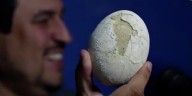 Streaming del Conicet: encontraron un huevo de dinosaurio carnívoro en la Patagonia