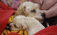 La perrita ‘Cereza’ y su cachorro ‘Cerecito’ se recuperan tras explosión de pipa en Iztapalapa