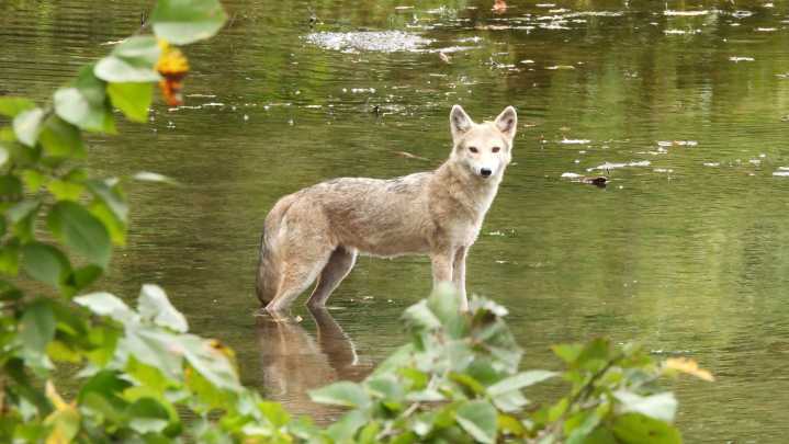 Coyote attacks resident walking dog in Woodcliff Lake