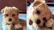 North Carolina Pup’s Confused Reaction To “Another Dog” On Phone Delights The Internet