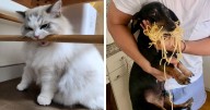 49 Hilarious Moments Of Pets Being All Drama, No Solutions