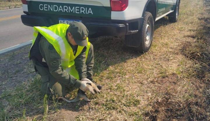 ¡Una buena! Gendarmes rescatan una cría de oso melero en medio de los incendios del norte