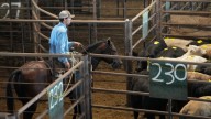 Trump’s Argentina beef deal angers America’s struggling farmers: ‘You’re selling us out’