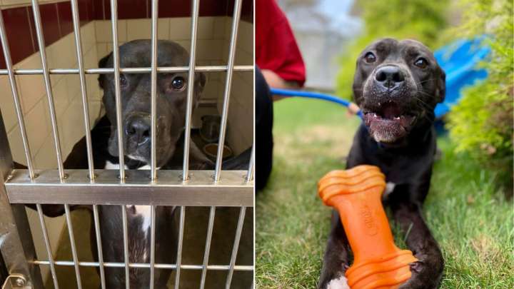 Longing Pup In Ohio Shelter Watches Friends Leave One By One, Until His Own Life Takes A Turn