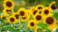 Furor por la siembra de girasol en el agro: “Fue un año excelente en rindes, un año récord en rindes”