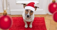 Shoppers 'can't miss out' on 'perfect' £6 decor that 'sold out last year'