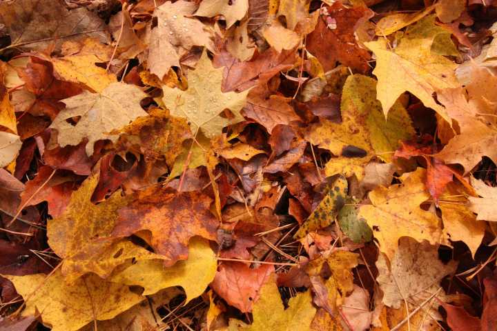 Lebanon city to begin leaf collection on Monday, Nov. 3