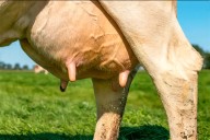 Avanzan en el desarrollo de una vacuna para prevenir la mastitis bovina en Argentina