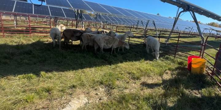 Solar farm unveiled in Ellsworth will use sheep for land management