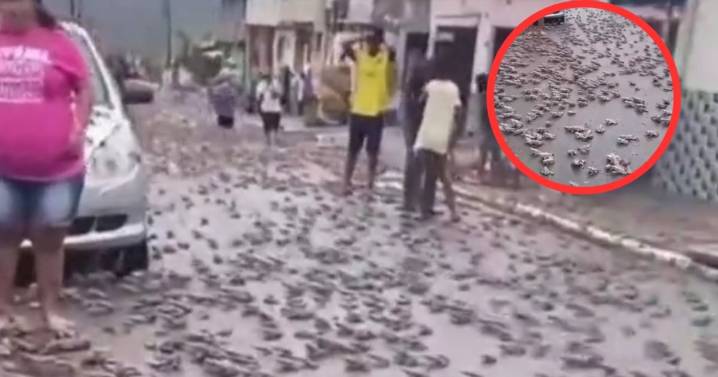Invasión de sapos sorprende a los habitantes de Minas Gerais, en Brasil