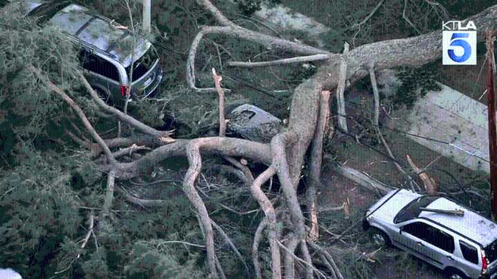 Early morning tree collapse damages cars in San Fernando Valley
