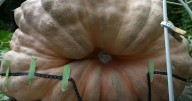 How to grow a giant pumpkin, with help from science