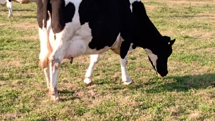 Avanzan en el desarrollo de una vacuna para prevenir la mastitis bovina