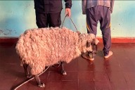 Demoraron a un cuatrero y la oveja fue llevada a la comisaría como prueba del delito