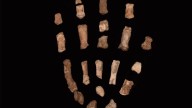 Fósiles de las manos de un pariente del humano extinto revelan características "sorprendentes"