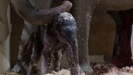 Columbus Zoo welcomes 2nd Asian elephant calf this year