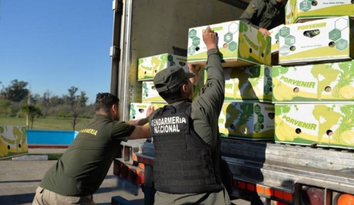Incautan 444 kilos de cocaína camuflados en bananas en Monte Grande