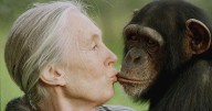 Jane Goodall, conservationist renowned for chimpanzee research and environmental advocacy, has died