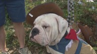 Don’t let Halloween turn scary for your pets: Ready Pet GO!