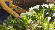 Tips For Sowing Late-Season Fall Vegetables