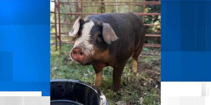 Massive hog initially mistaken for bear on Lexington property