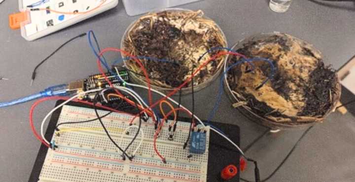 Scientists Built a Computer Out of Shiitake Mushrooms