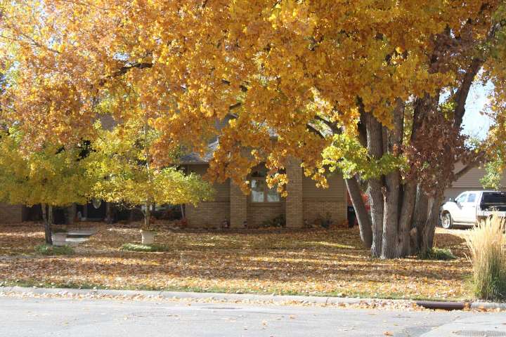 The Charm of Falling Leaves in Casper, Wyoming