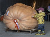 Burford Fall Fair offers family fun on the Thanksgiving Weekend