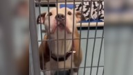 Texas Pit Bull Mom Found On The Street Without Her Babies Escapes Euthanasia After A Hopeful Turn