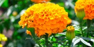 Tres sencillas formas de consumir flor de cempasúchil y así aprovechar al máximo sus propiedades curativas