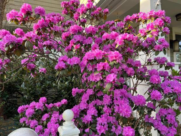 Transplanting shrubs: Timing and technique for a thriving garden