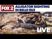 The hunt for the 'credible' Belle Isle alligator