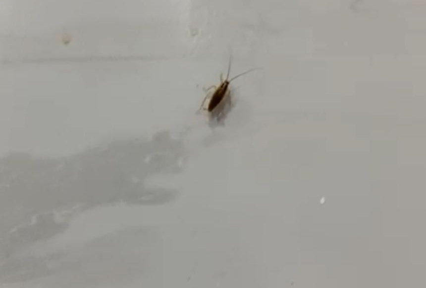 Alcaldía de Ibagué cierra restaurante por presencia de plagas