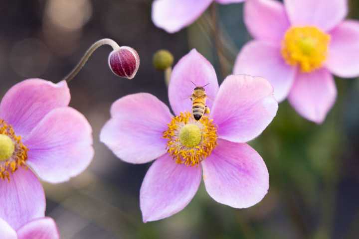 October Gardening in Milwaukee: Bee Mindful of Your Fall Garden