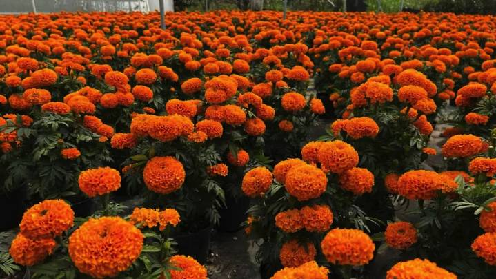 Floricultores de Texcoco listos para la temporada de Día de Muertos