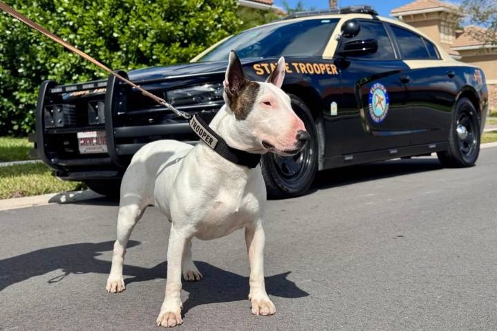 New owner of dog stranded in hurricane angry prosecutors dropped case