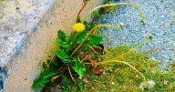 Homeowners' common mistakes leading weeds to 'take over' gardens