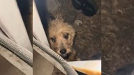 California Woman Steps Outside After Hearing A Noise And Finds A Terrified Dog At Her Gate