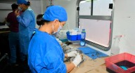 Hermosillo rompe récord con más de 15 mil esterilizaciones de perros y gatos en 2025