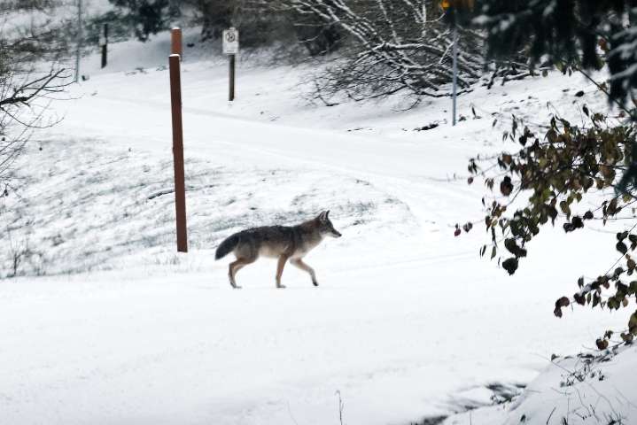 Coyote bites and chases child in Northeast Portland