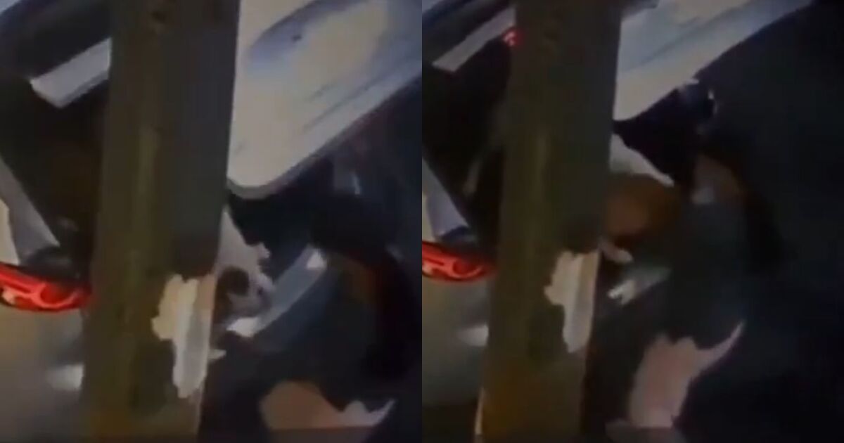 VIDEO: ¡Indignación en la GAM! Mujer abandona dos perros en Lindavista; uno es casi atropellado