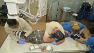 Crocodile with spear in its head spotted in Key Largo