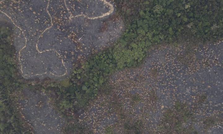 Bruselas no retrasará la ley contra la deforestación importada, pero la flexibilizará