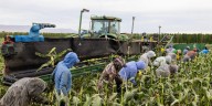Trump's Labor Department admits immigration crackdown risks 'supply shock